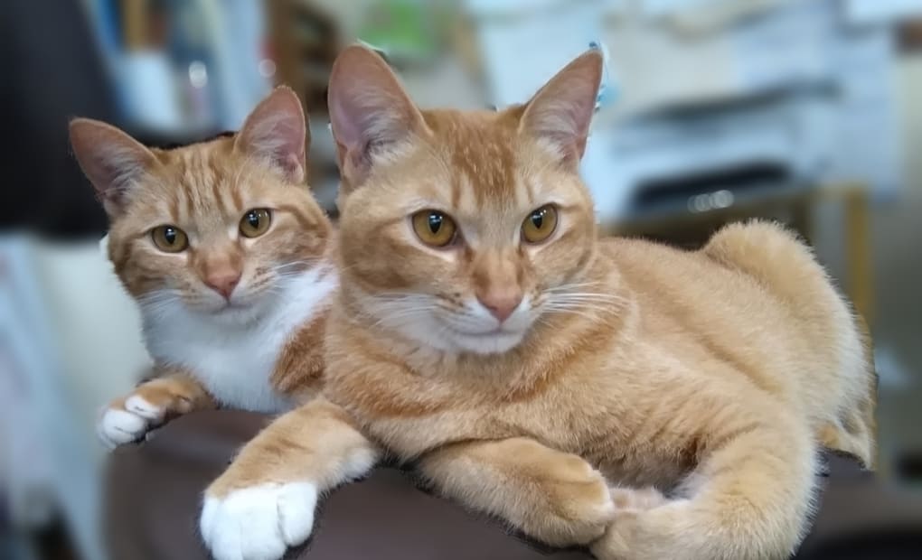 学研真城教室の画像