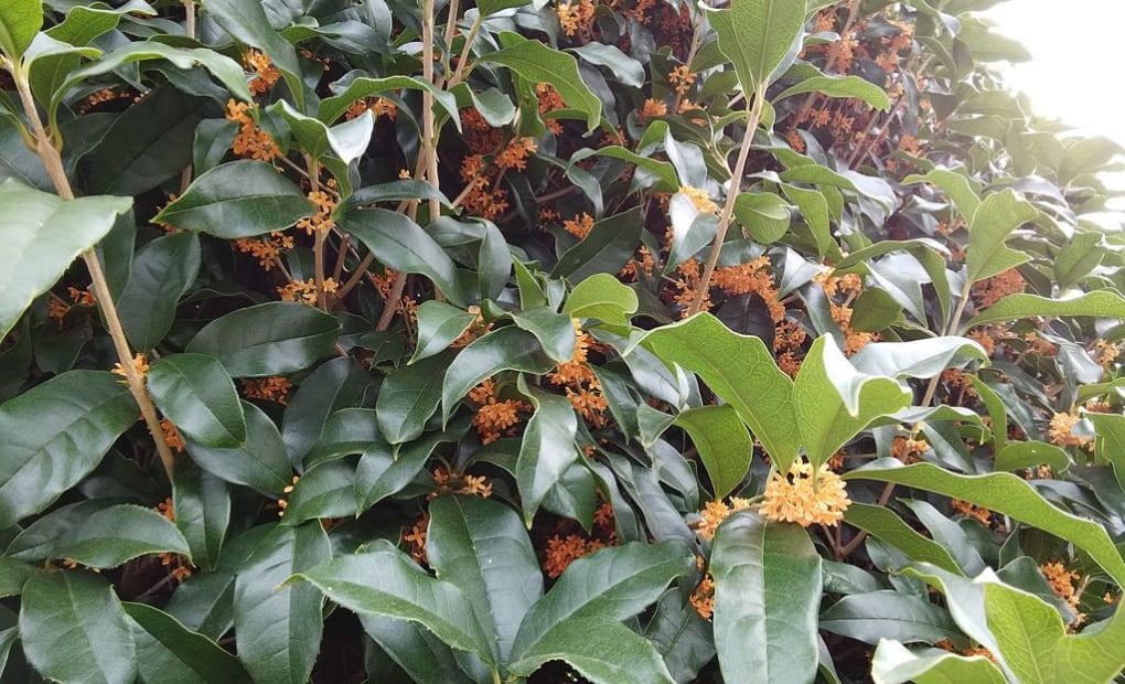 学研沼崎教室の画像