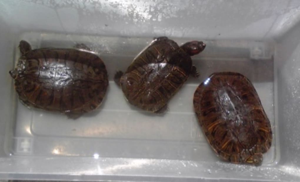 学研ちとせ教室の画像