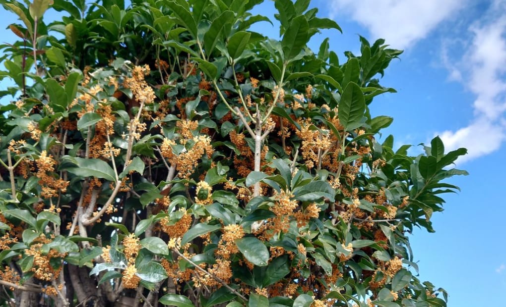 学研くにた教室の画像