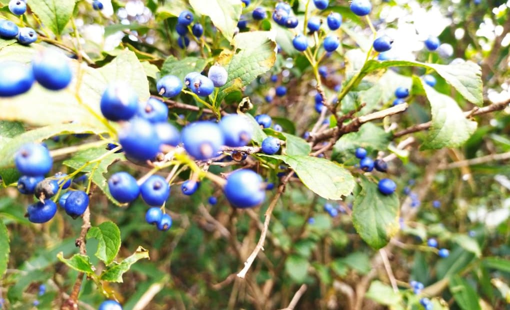 学研宇治団地教室の画像