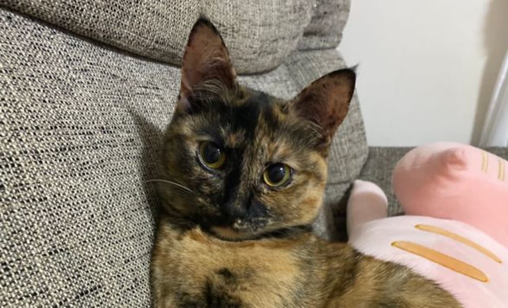 学研香住ケ丘教室の画像