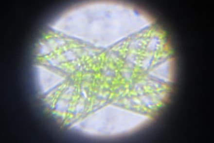 【理科実験教室】Standard