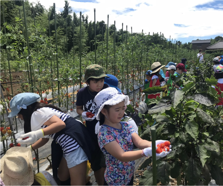 野菜を収穫する子ども