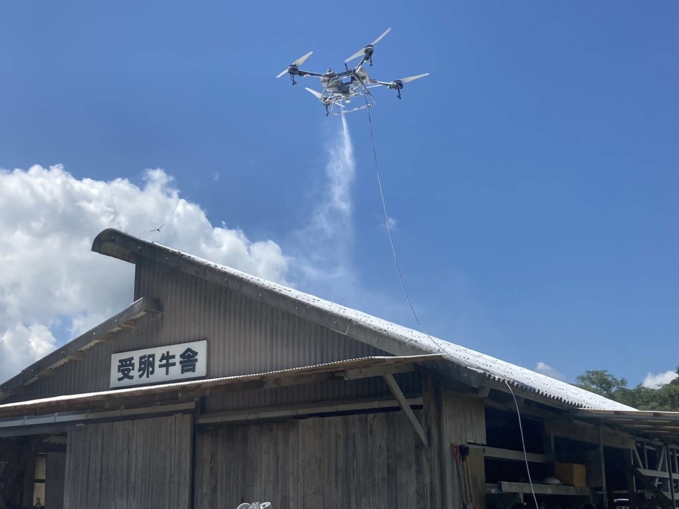 畜産現場の暑さ対策として消石灰をドローン散布する様子