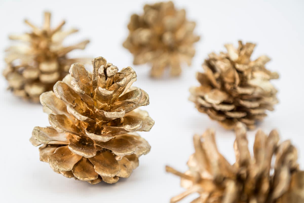 松ぼっくりの画像