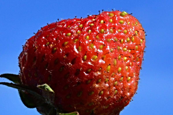 ロブロックスとマイクラでコーディングを学ぶ