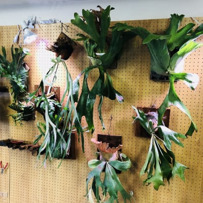 植物園のようなスペースも。