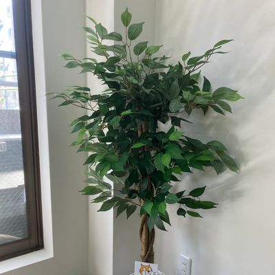 緑があると落ち着くね