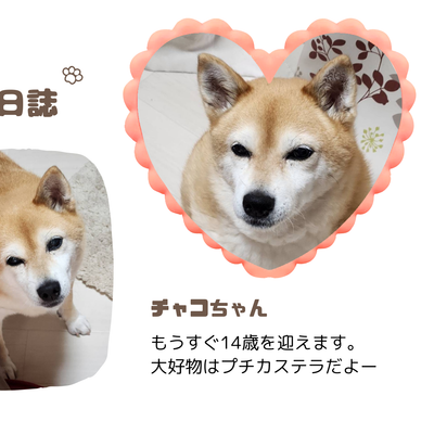 教室長の実家のワンちゃん！生徒が画像編集アプリをつかい、かわいくポストカードにしてくれました。