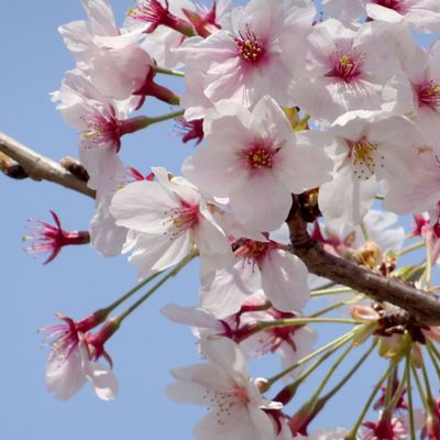 sakura