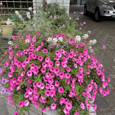 教室外観２(四季の花がお迎えします）