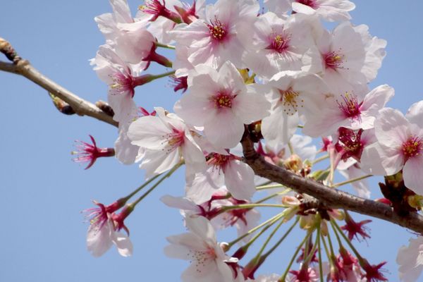 sakura