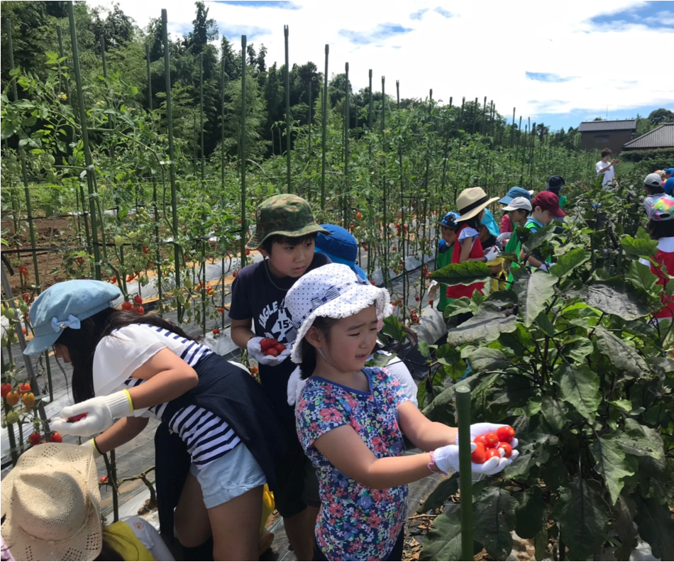 野菜を収穫する子ども