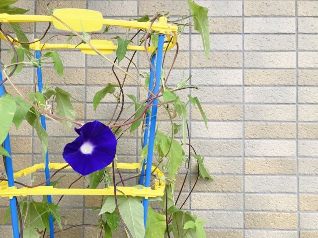 子ども　好きなこと　見つけさせたい